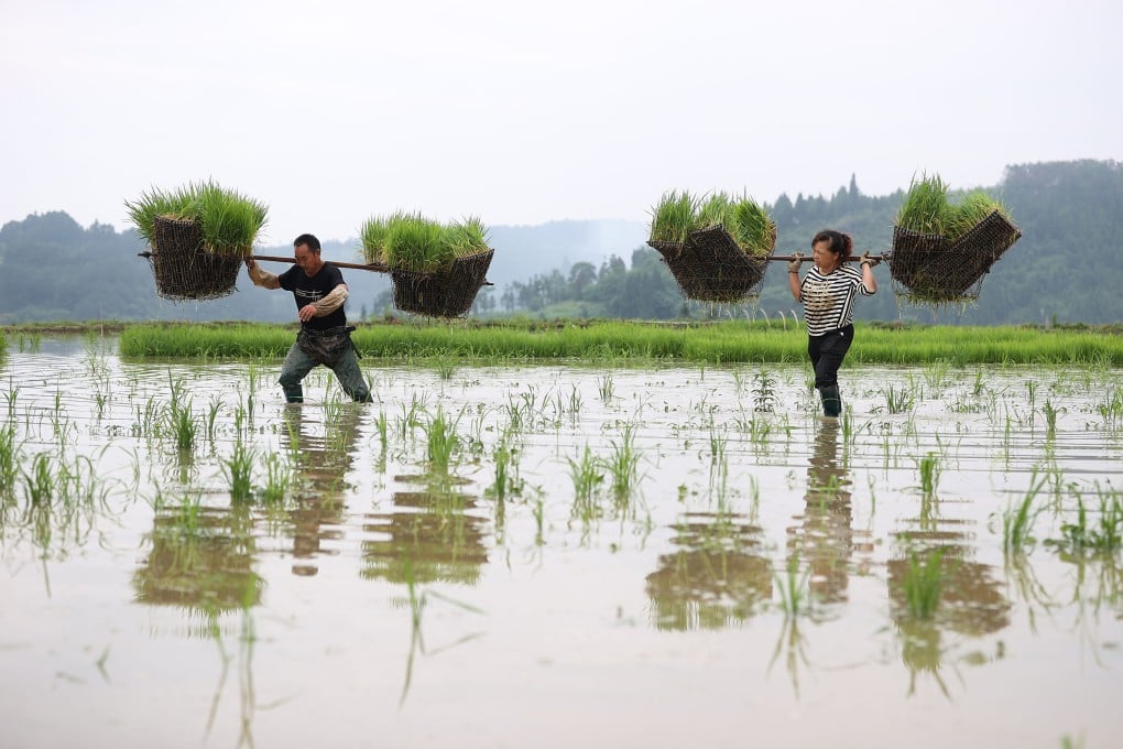 Agricultural expert Zhu Youyong has developed rice varieties that can grow in dry farmland instead of flooded paddy fields. Photo: Xinhua