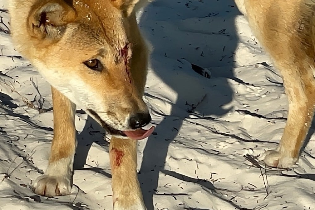 A dingo with blood on its face pictured on K’gari, or Fraser Island. The canines, also known by their indigenous name “wongari”, can weigh up to 23kg. Photo: Queensland Environment Department Handout