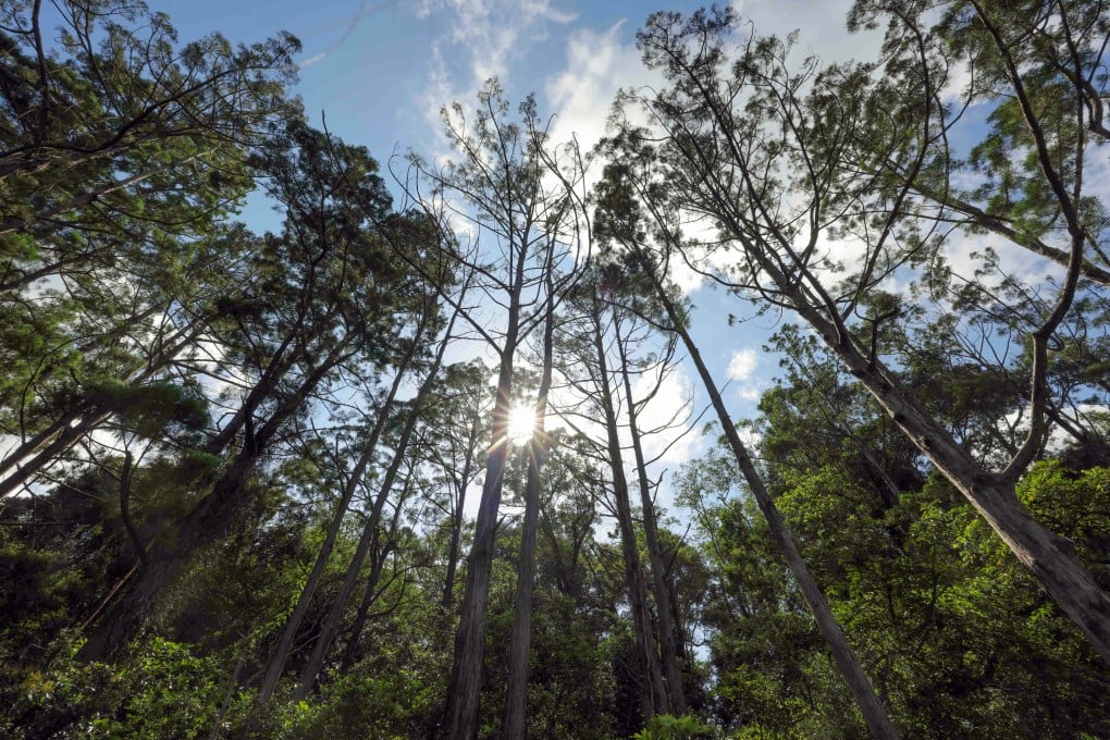 The Chinese Swamp Cypress grows in a 1.4-hectare swamp on the site. Photo: Jelly Tse