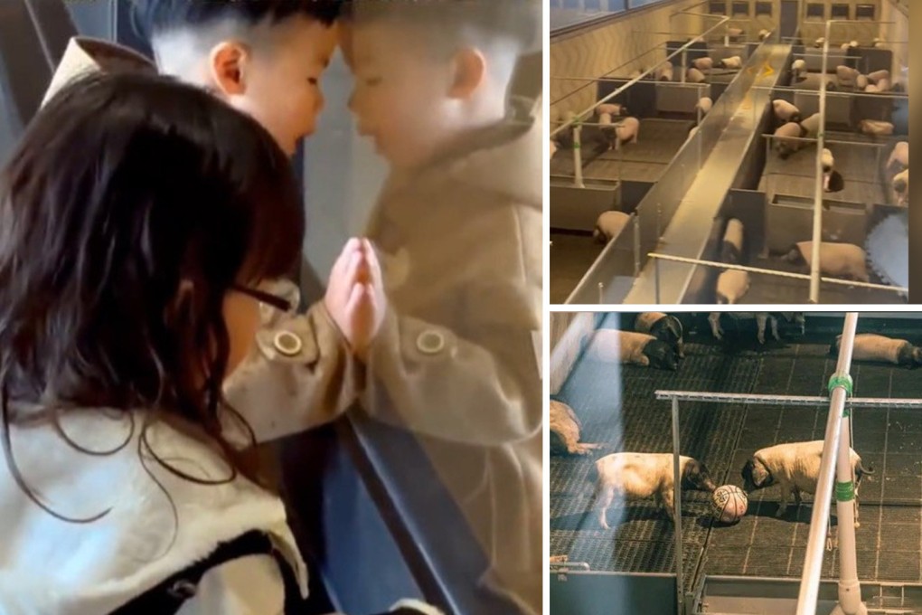 A theme park in China is offering guests the chance, for US$1,230 a night, to stay in a luxury hotel room overlooking a sty which is home to some of the mainland’s most prized pigs. Photo: SCMP composite/Douyin