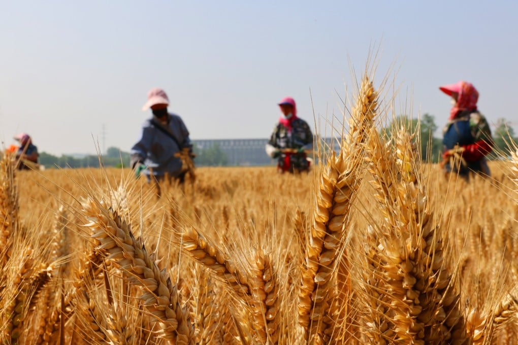 Farmers work a wheat field earlier this month in east China’s Jiangsu province. Photo: Xinhua