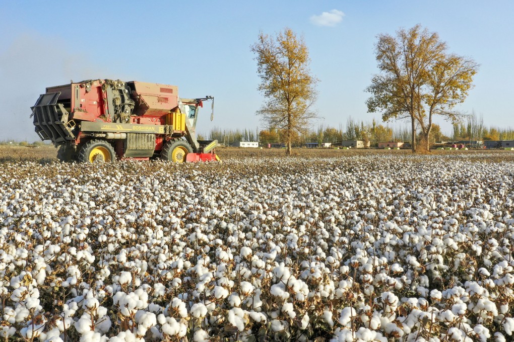A cotton picker works a field in China’s Xinjiang Uygur autonomous region last November. Photo: Xinhua