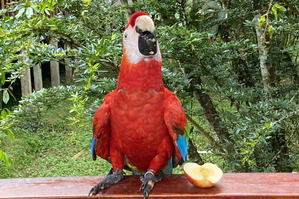 A macaw at the Tambopata Research Centre, in the Peruvian Amazon. The wildlife around the centre makes the long trip to get there well worth it for ecotourists. Photo: Tamara Hinson