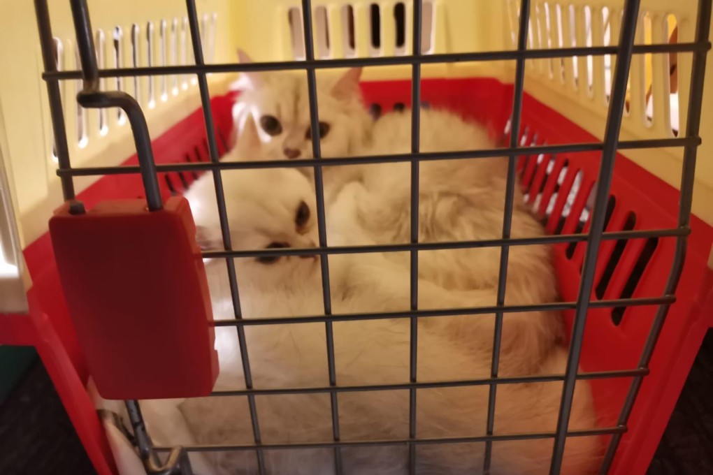 Hong Kong police in August 2022 recovered 82 kittens (two pictured) and 42 puppies from an abandoned speedboat. The city’s strict pet import laws may be encouraging pet smuggling. Photo: Handout