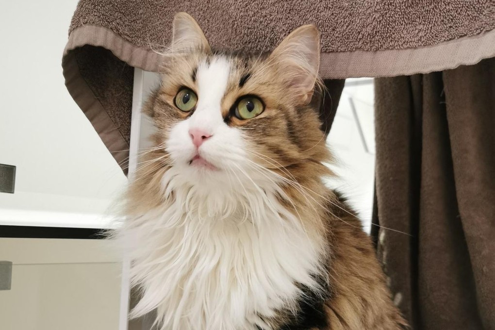 A French court found France’s national rail operator guilty of negligence after a departing train ran over Neko the cat hiding on its tracks. Photo: Twitter@SO_Bordeaux