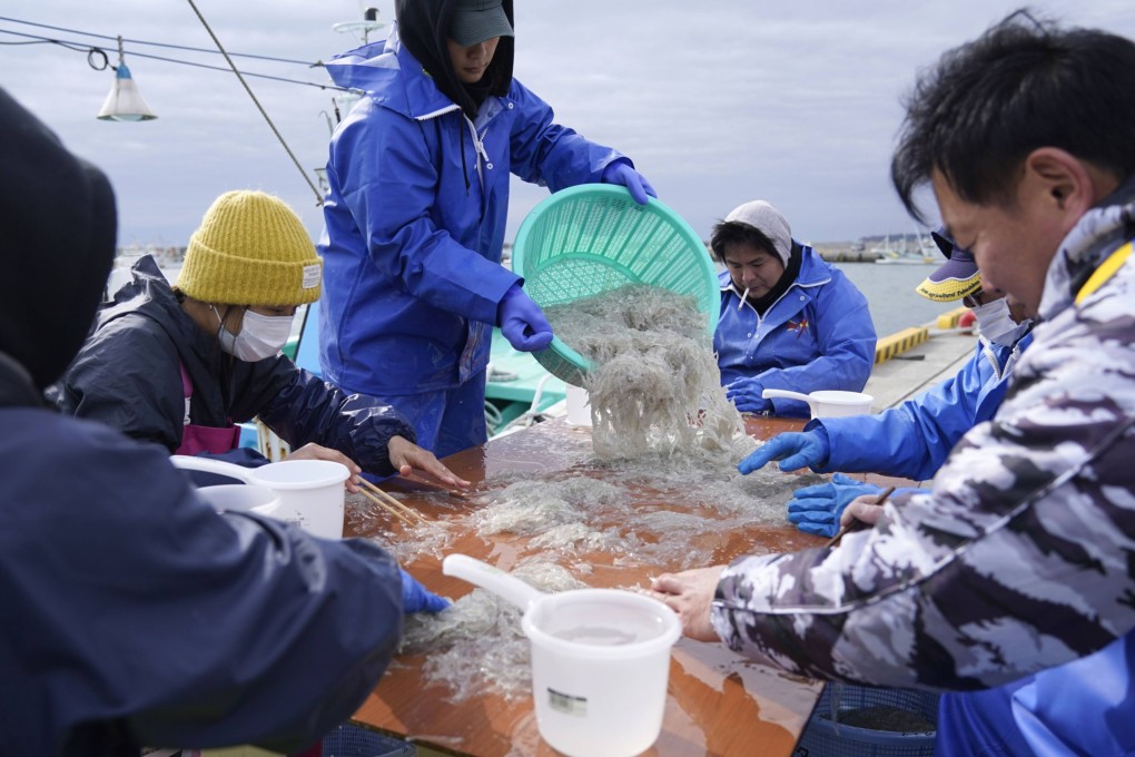 Fishermen sort a catch of Japanese icefish at Ukedo fishing port in Namie, Fukushima prefecture. Japanese fishermen have long been opposed to the plan to release the treated water from the Fukushima nuclear plant. Photo: Bloomberg