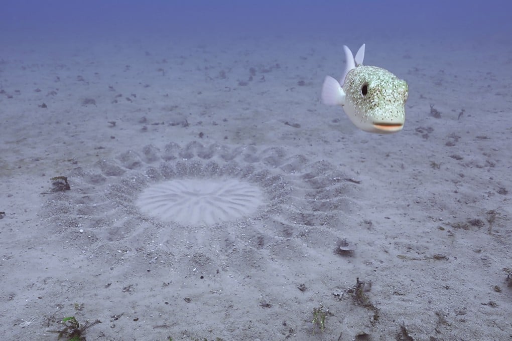 BBC Earth’s “Spy in the Ocean” takes us underwater with animatronic animals, including a fake pufferfish (above). Photo: BBC Studios