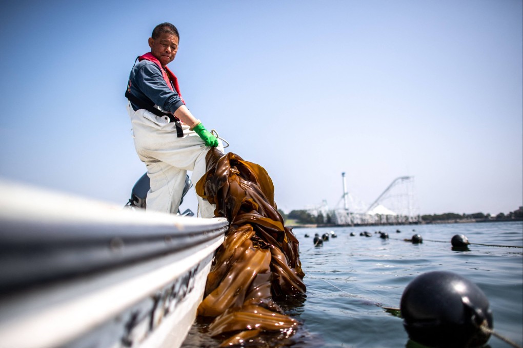 Fisherman Ryoichi Kigawa transferring kelp onto a boat at a port in Yokohama, Japan. Photo: AFP