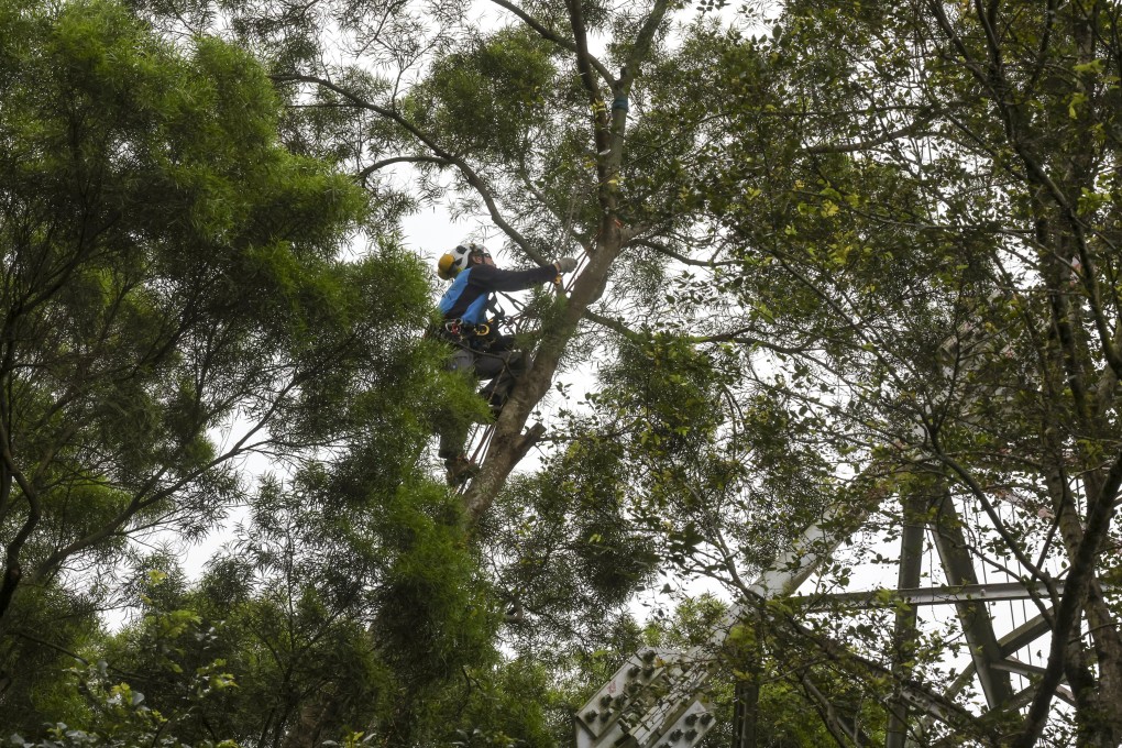 A CLP Power worker pruning tree branches in Kwai Chung. 
Photo: Jonathan Wong