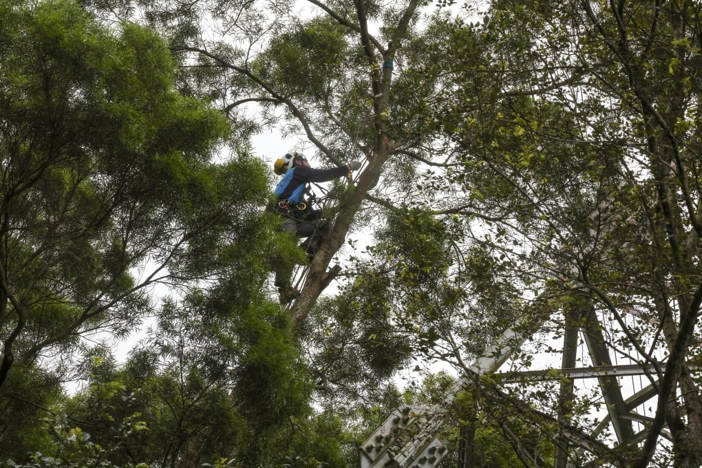 A CLP Power worker pruning tree branches in Kwai Chung.
Photo: Jonathan Wong