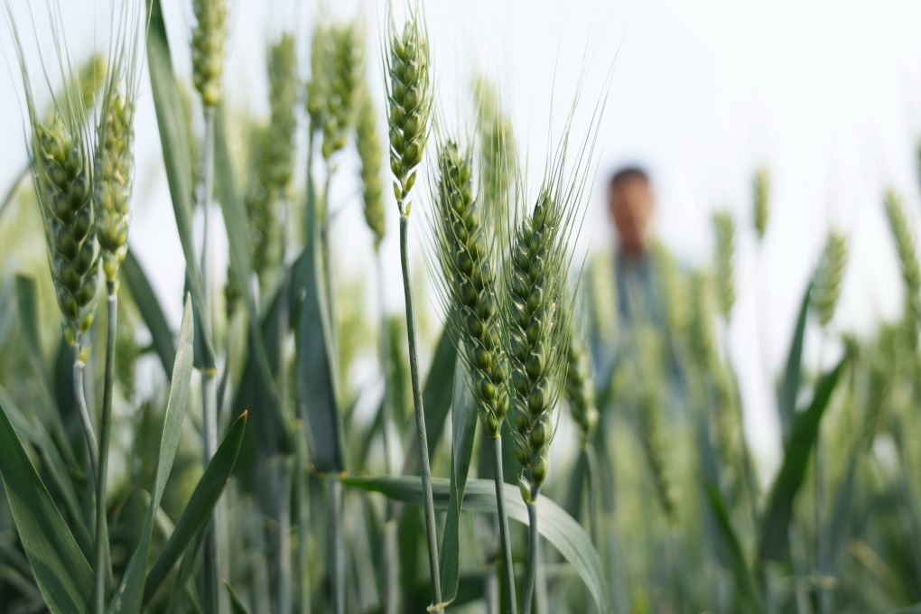 Wheat crops seen in a field in Shenze county, northern Hebei province, on May 10, 2022. Photo: Xinhua