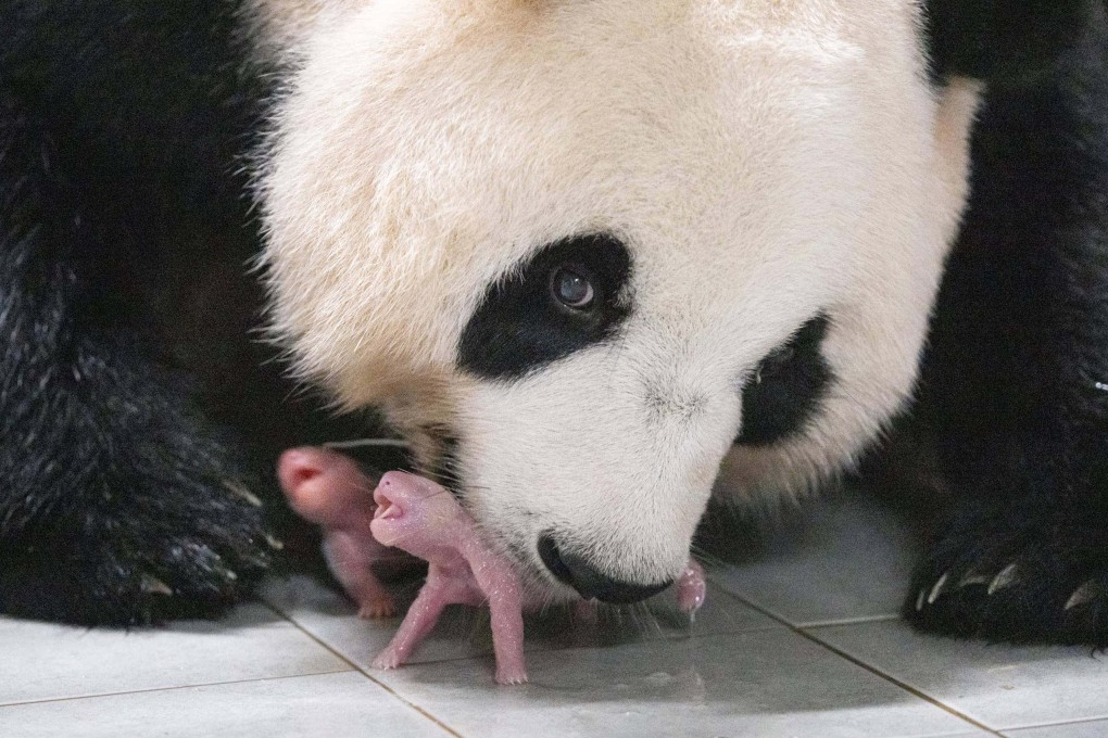 Aibao, a female giant panda in South Korea, has just given birth to twin cubs – but she is not the only panda living outside China. Photo: courtesy of Samsung C&T