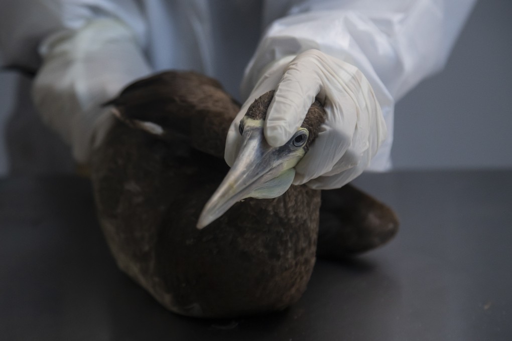 Zookeeper and biologist Fernanda Short holds a Sula Leucogaster bird that is in the first stage of quarantine as it is investigated for bird flu at the Santa Ursula University Marine Animal Rehabilitation Centre in Rio de Janeiro, Brazil in June. Photo: AP
