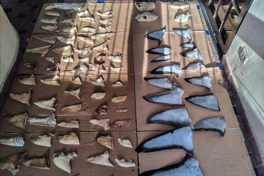 Some of the shark fins seized in Panama. Photo: Panama National Police via AFP