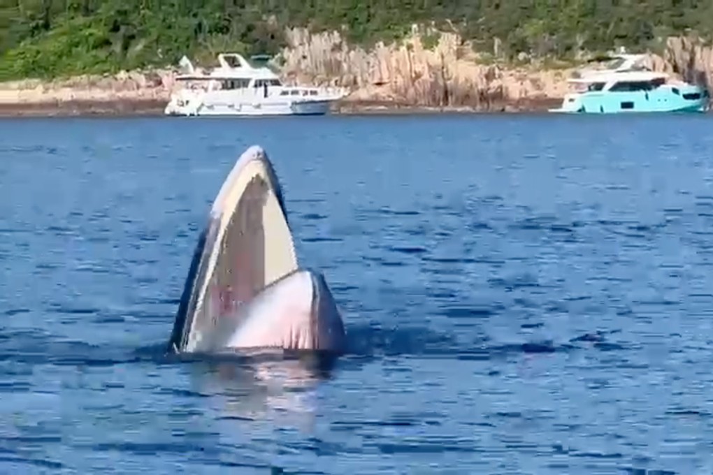 Experts believe Thursday’s sighting was of a Bryde’s whale, but authorities did not confirm the species of the one seen on Friday. Photo: Sam Somerville, Jake Newbery and Lily Reid, staff of Hebe Haven Yacht Club