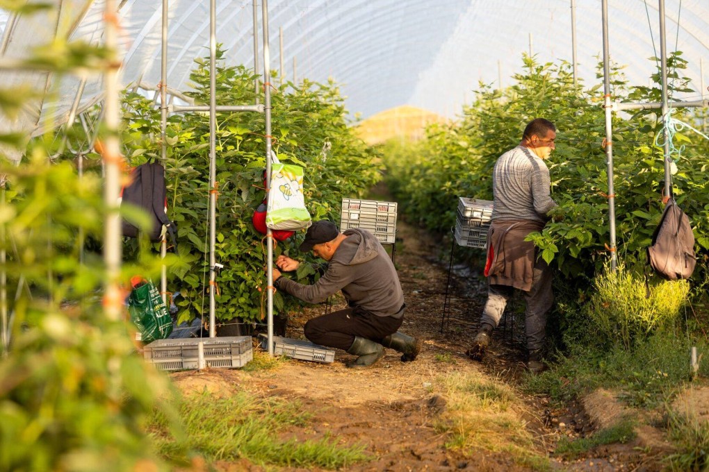 Britain granted more than 35,000 seasonal worker visas in the 12 months up to March, a rise of 10 per cent on the previous year. Photo: Bloomberg