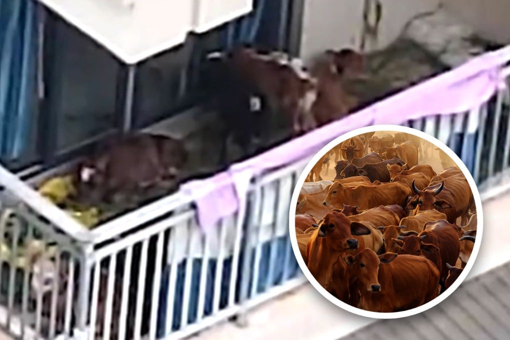 Mainland social media has been shocked by the story of a household in China who kept seven cows on the fifth-floor balcony of their residential flat. Photo: SCMP composite/Douyin