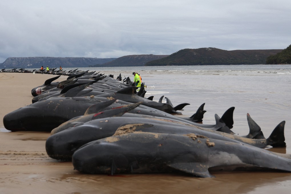 Carcasses of pilot whales on a Tasmania beach in September. On Sunday, a pod of more than 50 pilot whales died following a mass stranding on a Scottish beach. Photo: AFP