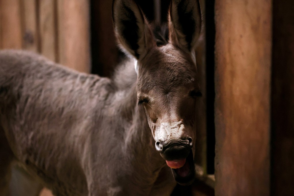 An African Somali wild foal was born in captivity at the Buin zoo, Santiago, Chile. Photo: Reuters