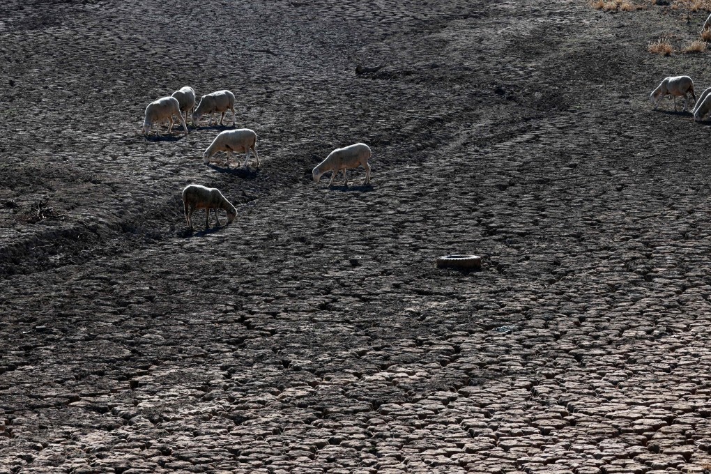 Sheep graze on the Guadiana’s dry riverbed as part of the river dried up and gave way to dry land in Villarta de los Montes, in the central-western Spanish region of Extremadura, on August 16, 2022. Extreme weather events such as heat waves and floods have cost some 195,000 lives and nearly 560 billion euros in Europe since 1980, according to the European Environment Agency (EEA), which called to take new measures against the climate change. Photo: AFP