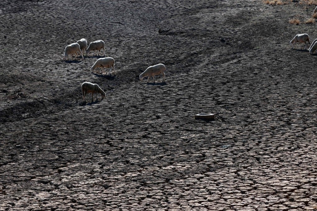 Sheep graze on the Guadiana’s dry riverbed as part of the river dried up and gave way to dry land in Villarta de los Montes, in the central-western Spanish region of Extremadura, on August 16, 2022. Extreme weather events such as heat waves and floods have cost some 195,000 lives and nearly 560 billion euros in Europe since 1980, according to the European Environment Agency (EEA), which called to take new measures against the climate change. Photo: AFP