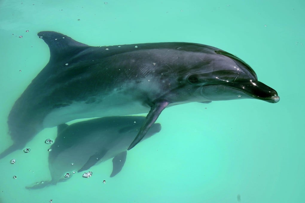 A bottlenose dolphin baby swims alongside its mother at an aquarium in Takamatsu, Japan’s Kagawa prefecture. Photo: Kyodo
