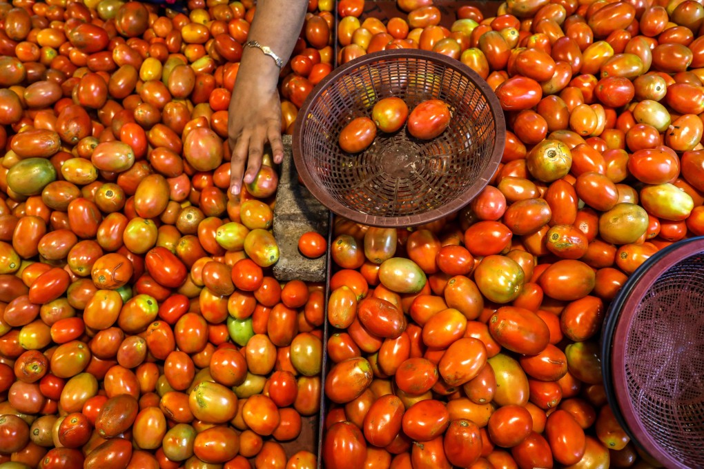 Due to crop damage during extreme weather, the price of tomatoes has gone sky high un India. Photo: EPA-EFE