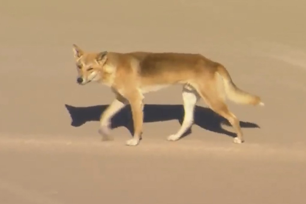 A dingo on the beach on K’gari, formerly known as Fraser Island, Australia. Photo: AP