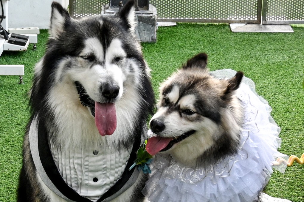 Dogs dressed as bride and groom during a dog wedding ceremony in Jakarta, Indonesia. Photo: Xinhua