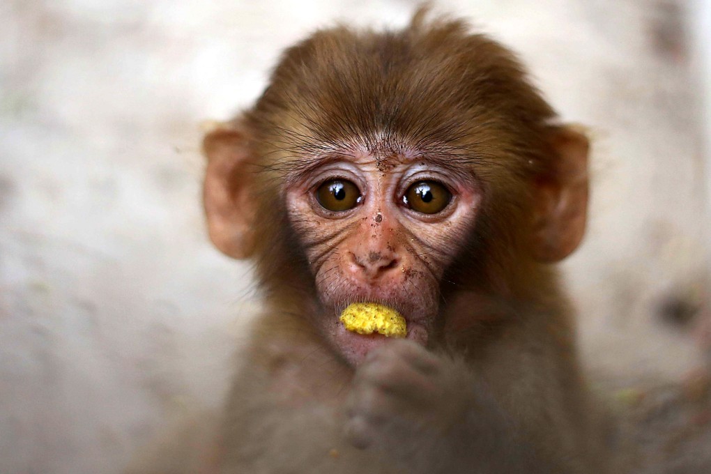 One of the rescued newborn monkeys found during a search of a bus in Karachi. Photo: EPA-EFE
