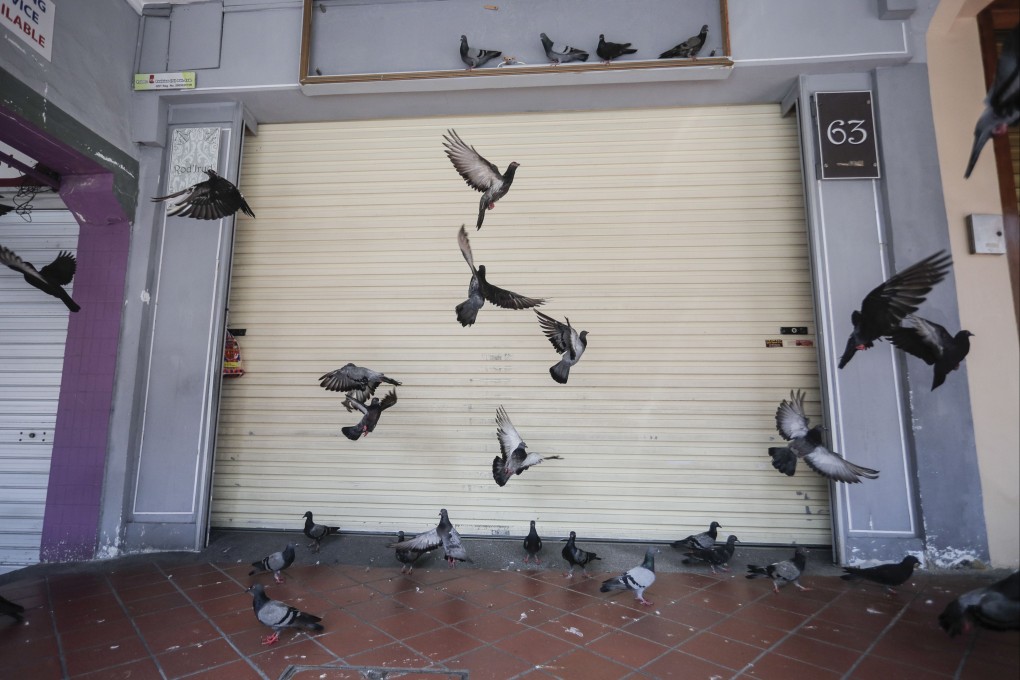 Pigeons flock outside a closed shop in Singapore. Intentionally feeding wildlife in the city state is punishable by a fine of up to US$3,760 for first-time offenders. Photo: EPA-EFE