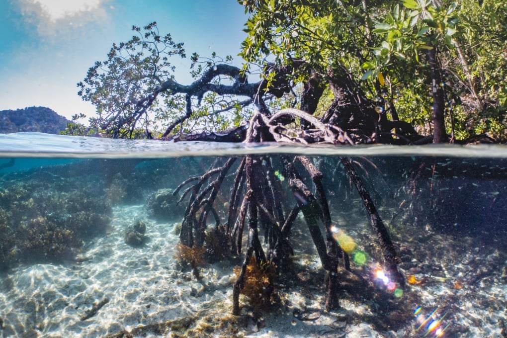 Mangrove forests comprise salt-tolerant trees with characteristic exposed networks of roots. Photo: Getty Images/iStockphoto