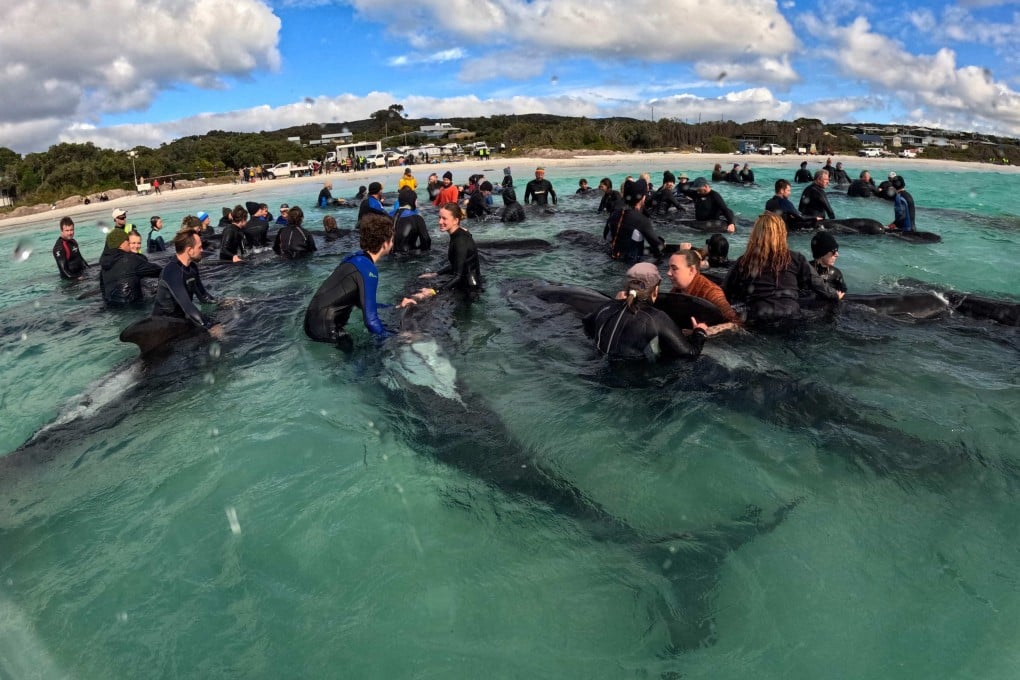 Volunteers helping pilot whales after stranding themselves on Cheynes Beach in Western Australia. Photo: AFP