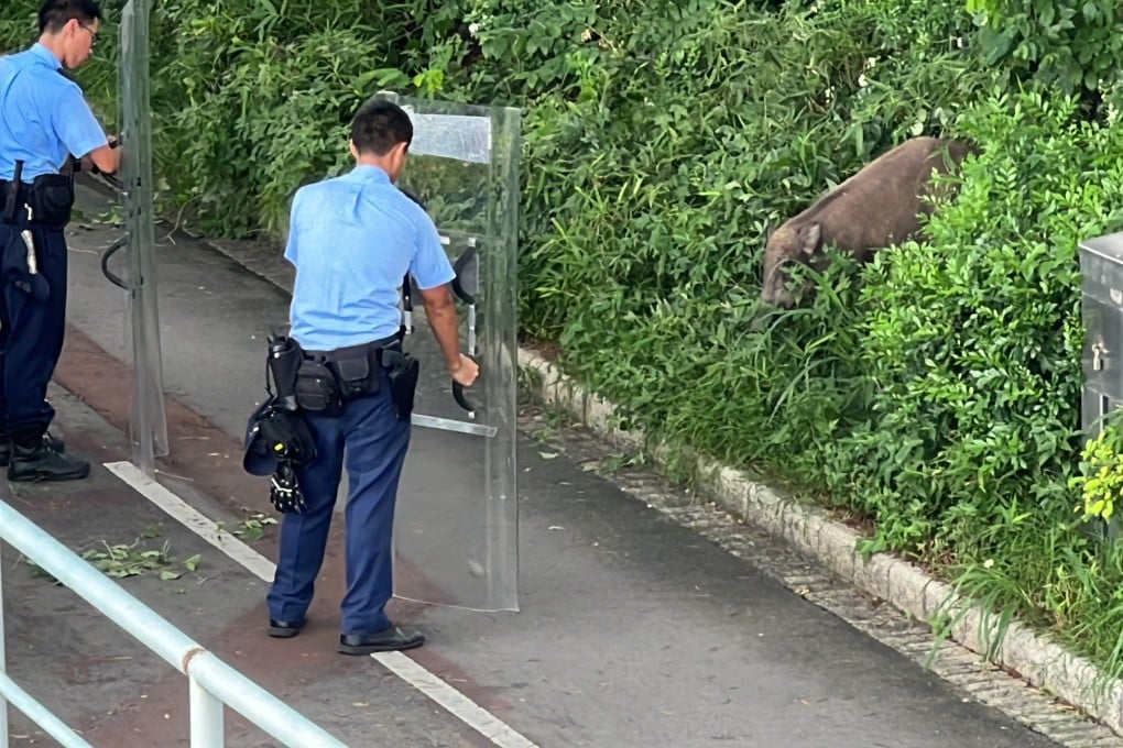 The Agriculture, Fisheries and Conservation Department began euthanising wild pigs in November 2021. Photo: Handout