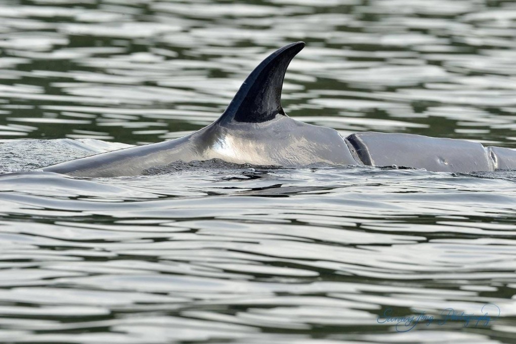 The propeller wounds on the back of the whale were spotted from a photo taken on 22 July. Photo: Ocean Park / Sunny Tong