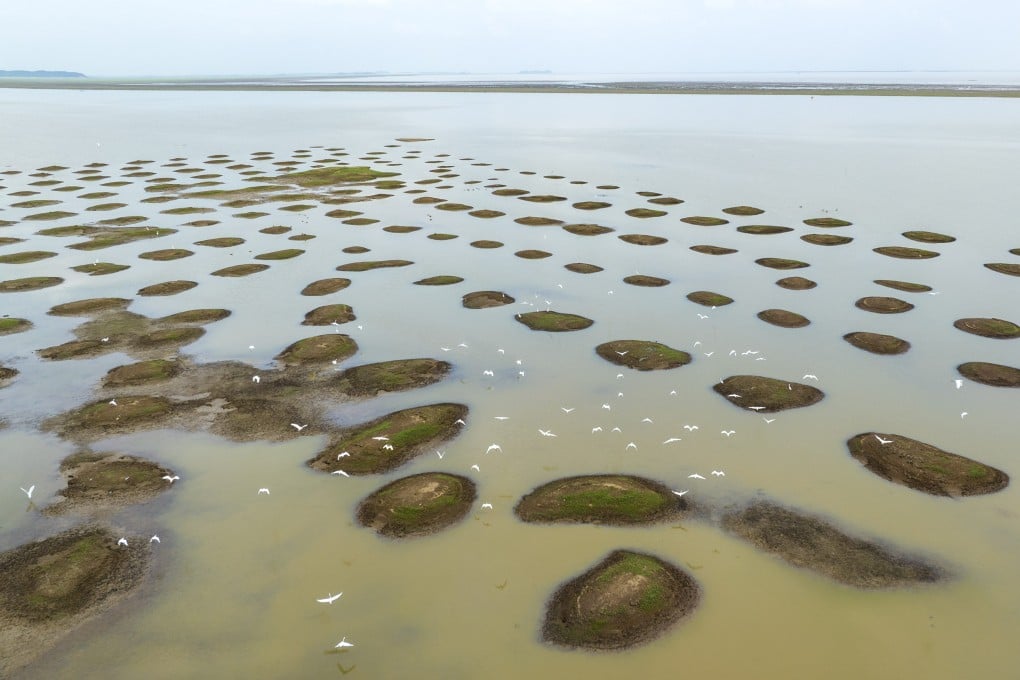 More than 350 bird species have been recorded at Poyang Lake in southeastern China’s Jiangxi province. Photo: Xinhua