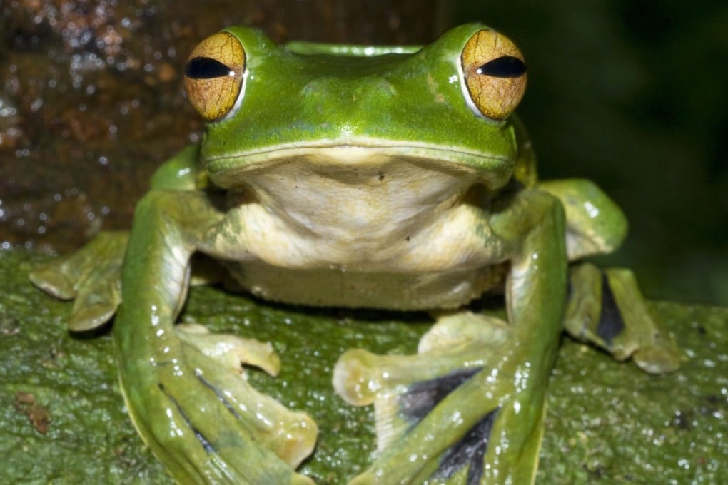 A Helen’s Flying Frog perches on a branch in a nature reserve in Vietnam in 2009. France imports more than 2,500 tonnes of frogs’ legs from abroad every year to satisfy demand. Photo: Australian Museum Handout via Reuters