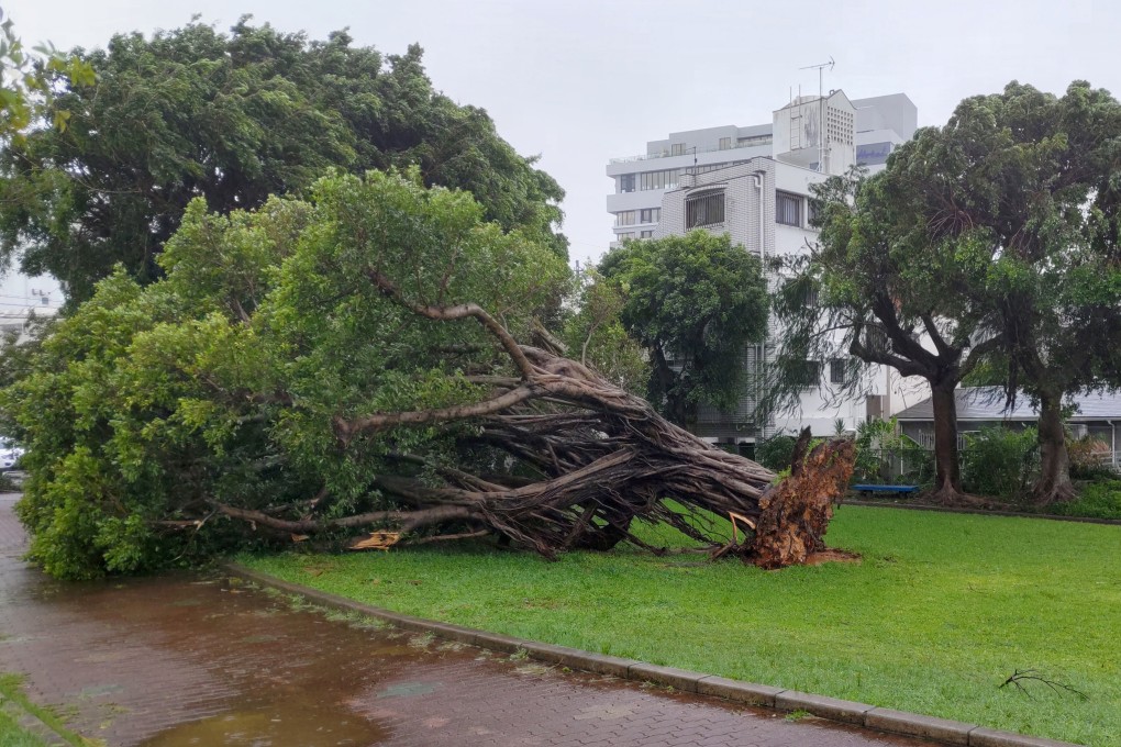 A tree that was uprooted by strong wind caused by Typhoon Khanun lays on its side in Naha, Japan’s Okinawa prefecture, on Wednesday. Photo: Jiji Press via EPA-EFE