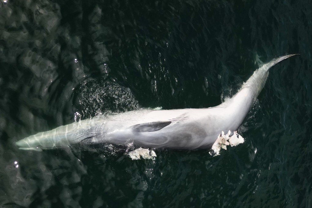 The death of a Bryde’s whale spotted in Hong Kong waters has raised questions about how to protect these animals. Photo: Daniel Suen