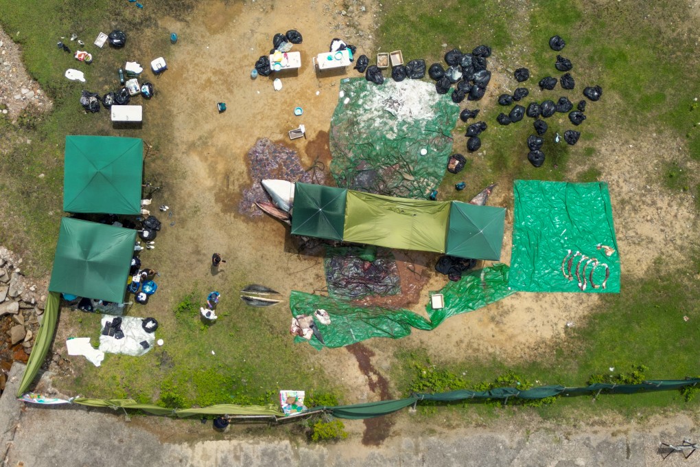 The dead body of the whale found dead in Port Shelter is dismembered for medical examination in West Dam, Sai Kung. Photo: May Tse