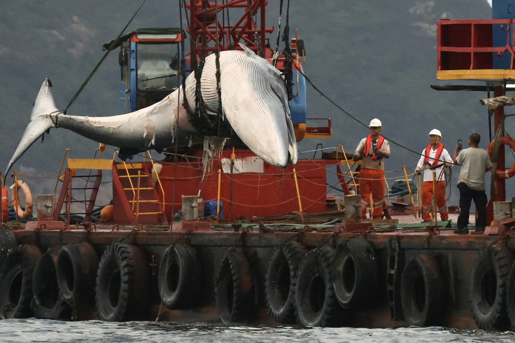 The carcass of the Bryde’s whale is found near Shelter Island in Sai Kung on July 31. Photo: May Tse