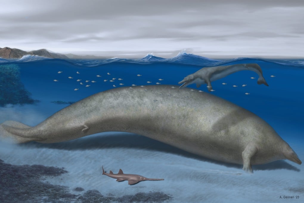 Perucetus colossus, an early whale from Peru that lived about 38-40 million years ago, is seen in an undated artist’s rendition. Image: Alberto Gennari via Reuters