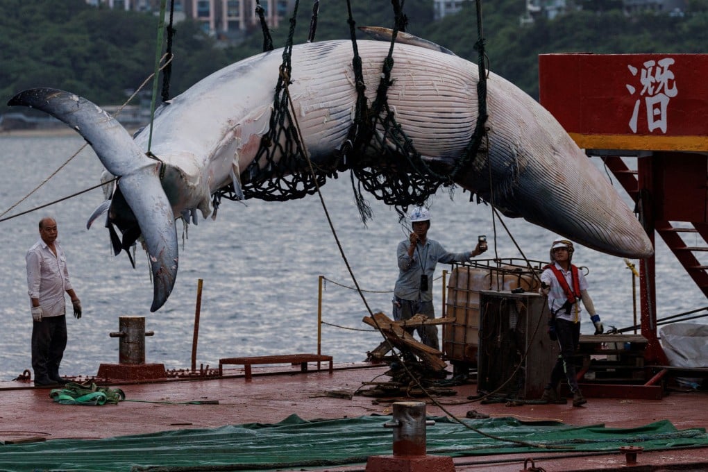 The carcass of the Bryde’s whale is hoisted onto the deck of a vessel in waters near Port Shelter, Hong Kong, on July 31. Photo: Reuters