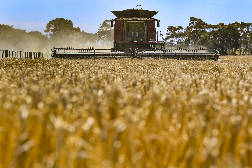 China is lifting barley tariffs that have forced Australian exporters to seek other destinations for the past three years. Photo: AFP