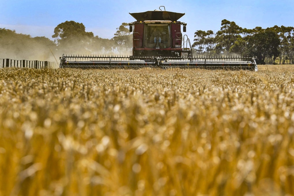 China is lifting barley tariffs that have forced Australian exporters to seek other destinations for the past three years. Photo: AFP