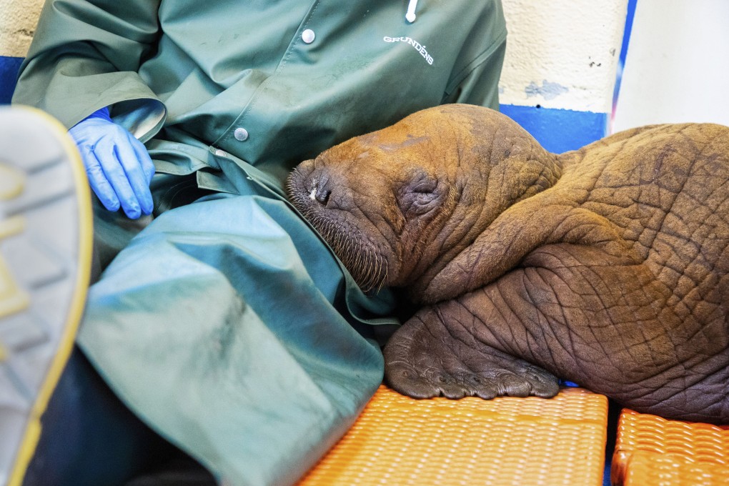 A Pacific walrus pup rests its head on the lap of a staff member at the Alaska SeaLife Centre on Tuesday. Photo: Alaska SeaLife Centre via AP