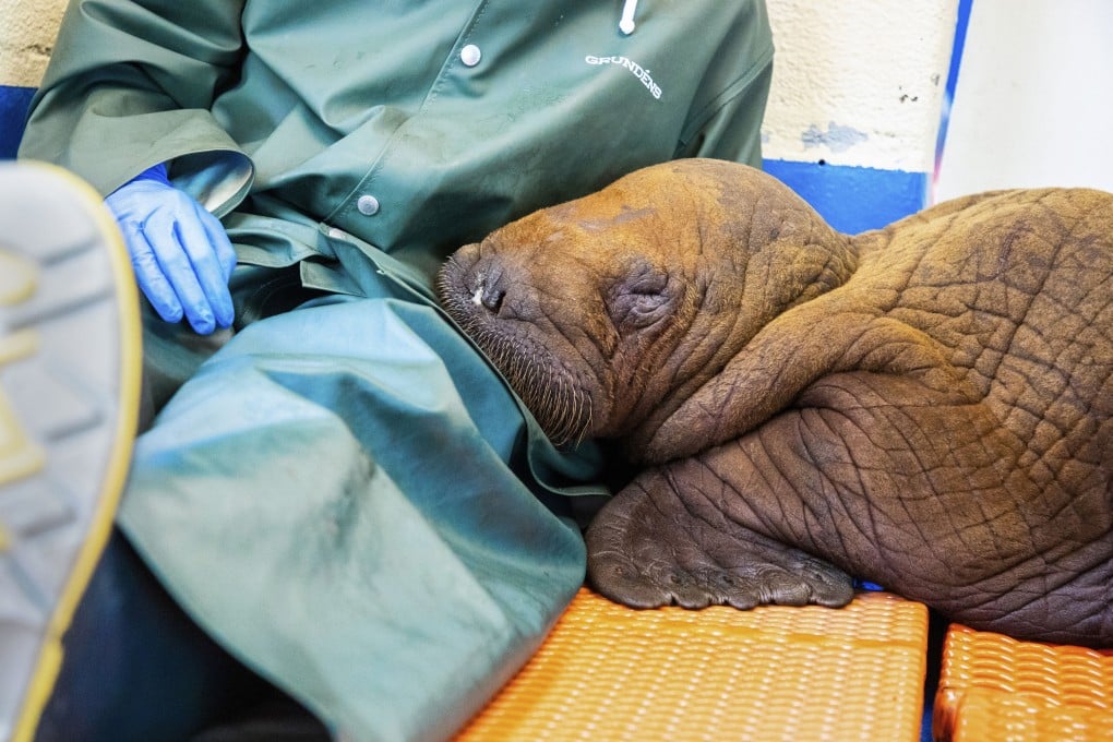 A Pacific walrus pup rests its head on the lap of a staff member at the Alaska SeaLife Centre on Tuesday. Photo: Alaska SeaLife Centre via AP