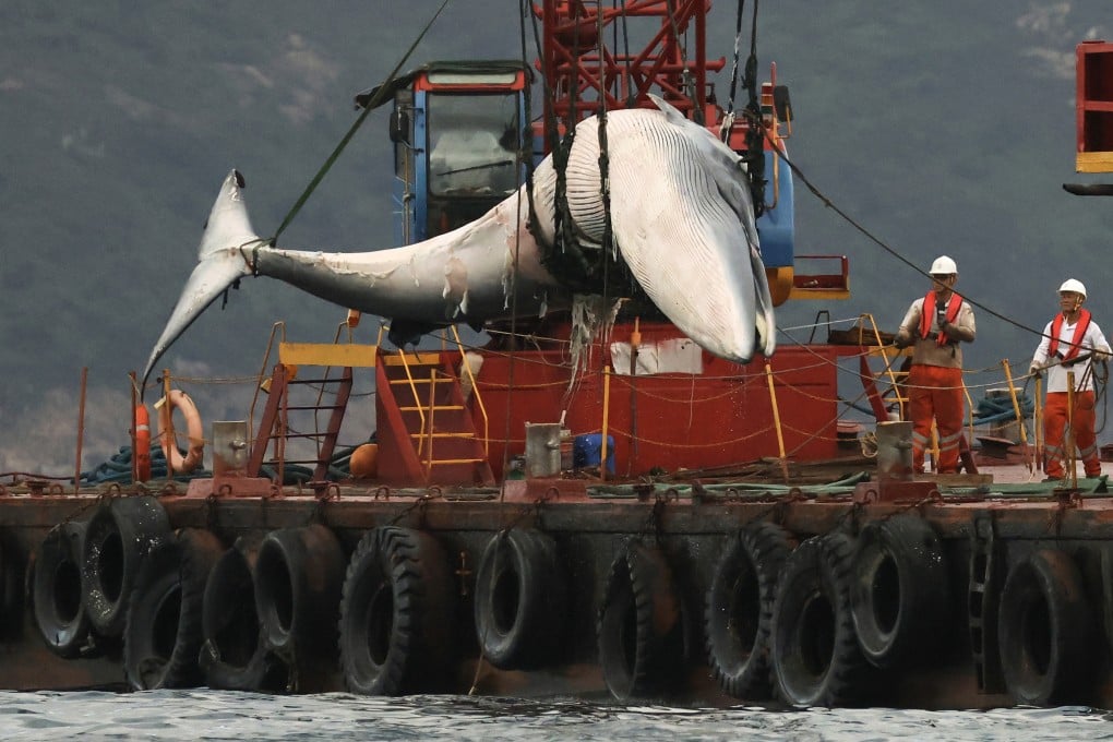 The carcass of a whale that was spotted in waters off Sai Kung. Photo: May Tse