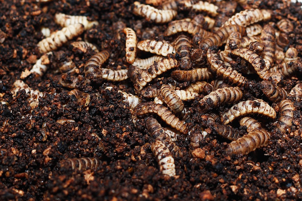 Black soldier​ fly larvae feeding on organic waste before they are harvested for animal feed and other products. Photo: Shutterstock