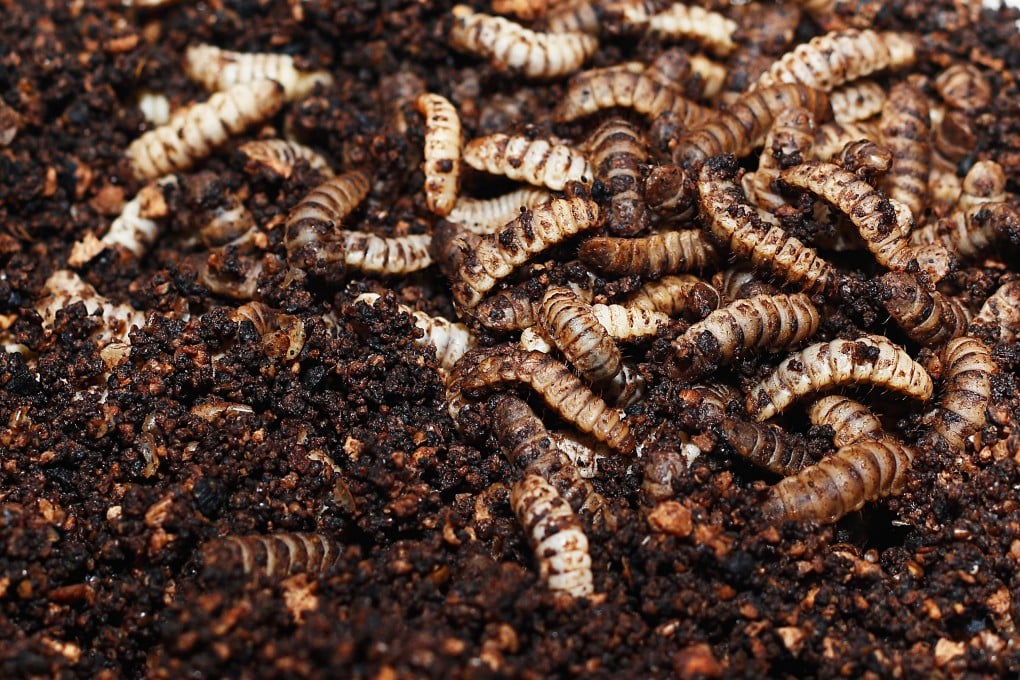 Black soldier fly larvae feeding on organic waste before they are harvested for animal feed and other products. Photo: Shutterstock